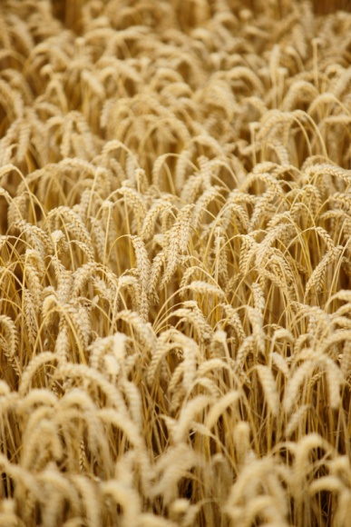 Gluten – czy na pewno wróg publiczny nr 1? Zdrowie, LIFESTYLE - Produkty bezglutenowe od kilku lat robią zawrotną karierę, a moda na dietę bez glutenu trwa w najlepsze.