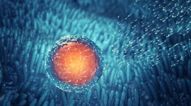 In vitro a naprotechnologia Zdrowie, LIFESTYLE - 30 czerwca bieżącego roku zakończy się „Program Leczenia Niepłodności Metodą Zapłodnienia Pozaustrojowego na lata 2013 – 2016” - według danych podanych na rządowej stronie invitro.gov.pl do dnia 7 grudnia dzięki niemu urodziło się już 3841 dzieci..