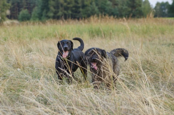 Dzień Dogoterapii – przytulaj swojego czworonoga Zdrowie, LIFESTYLE - 15 czerwca obchodzimy Dzień Dogoterapii